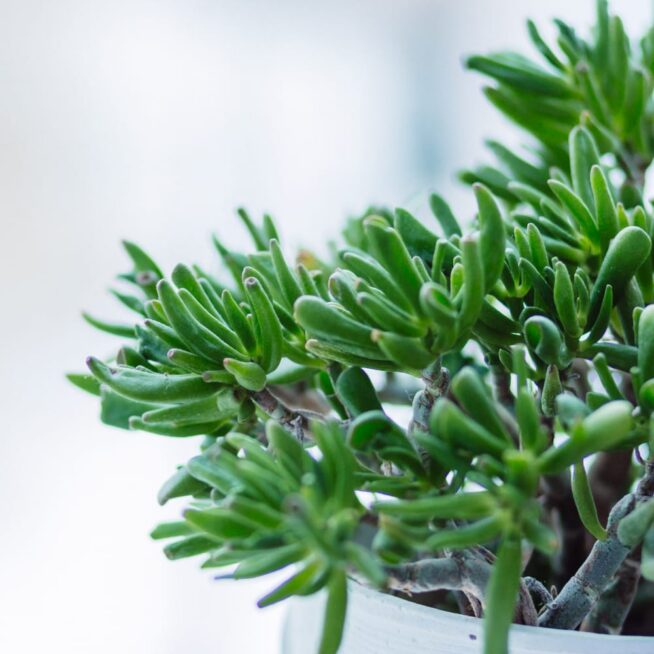 Porcelane Decor - Image 2