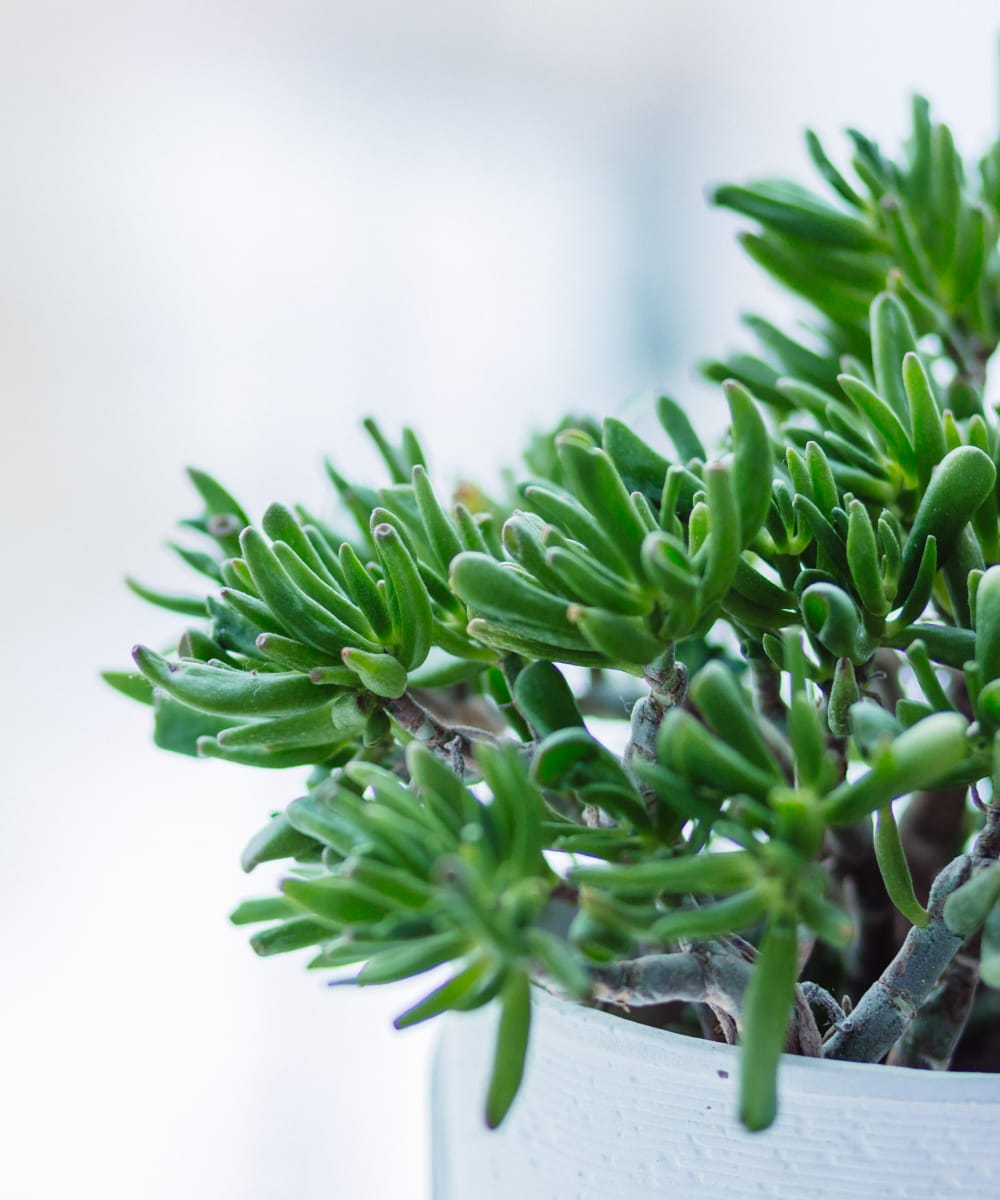 Porcelane Decor - Image 2