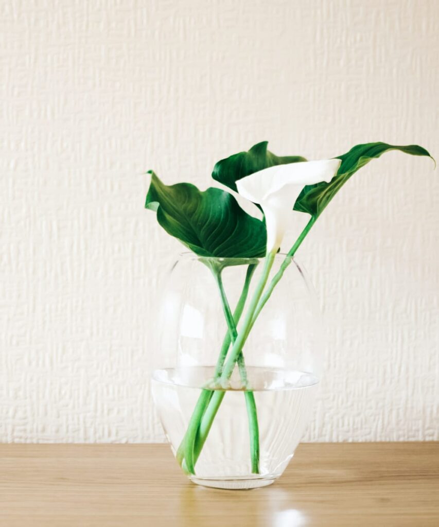Indoor Plant
