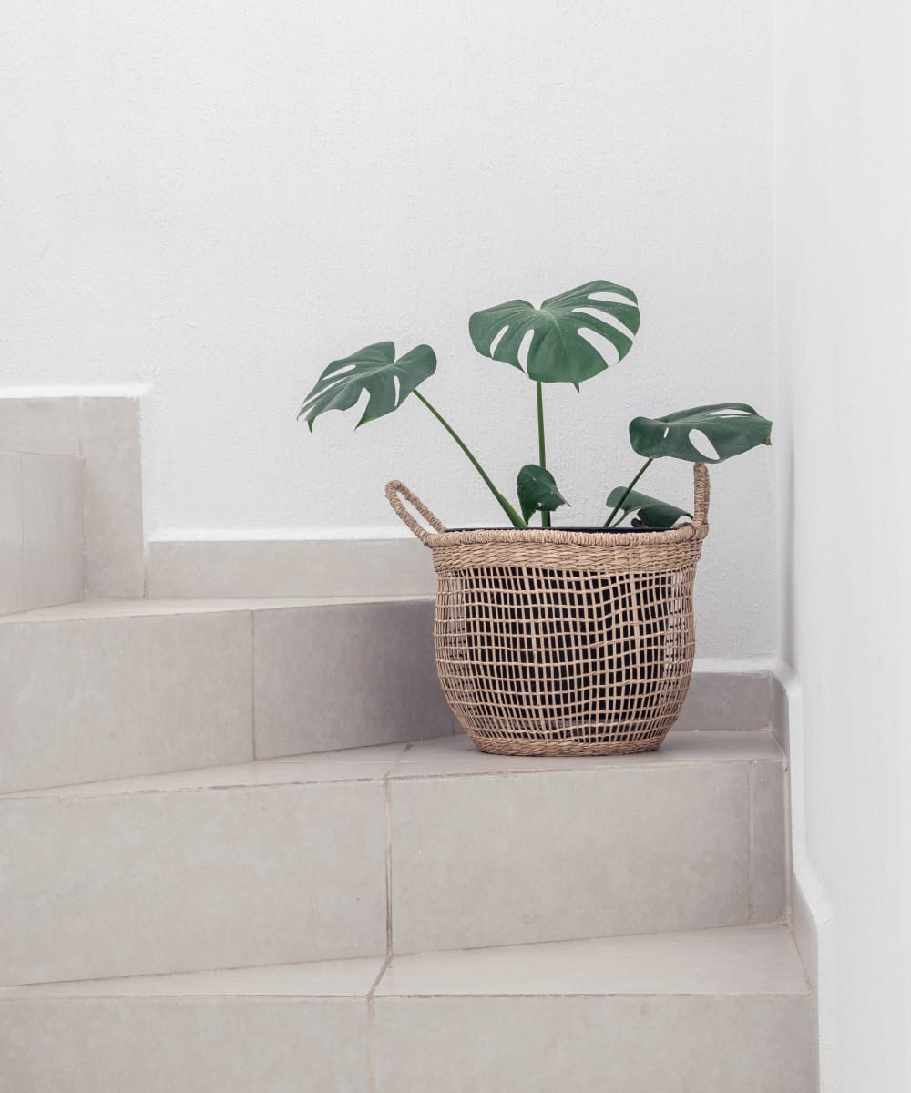 Indoor Plant - Image 2