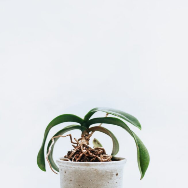 Indoor Plant - Image 3