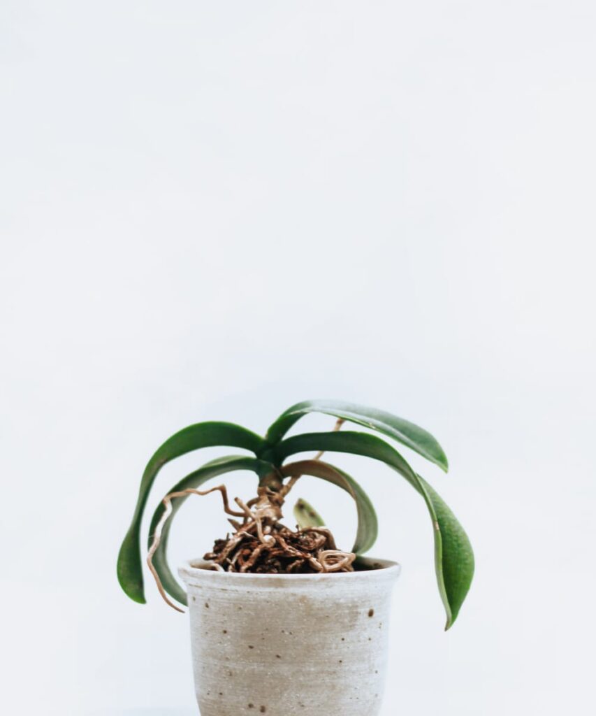 Ceramic Vase
