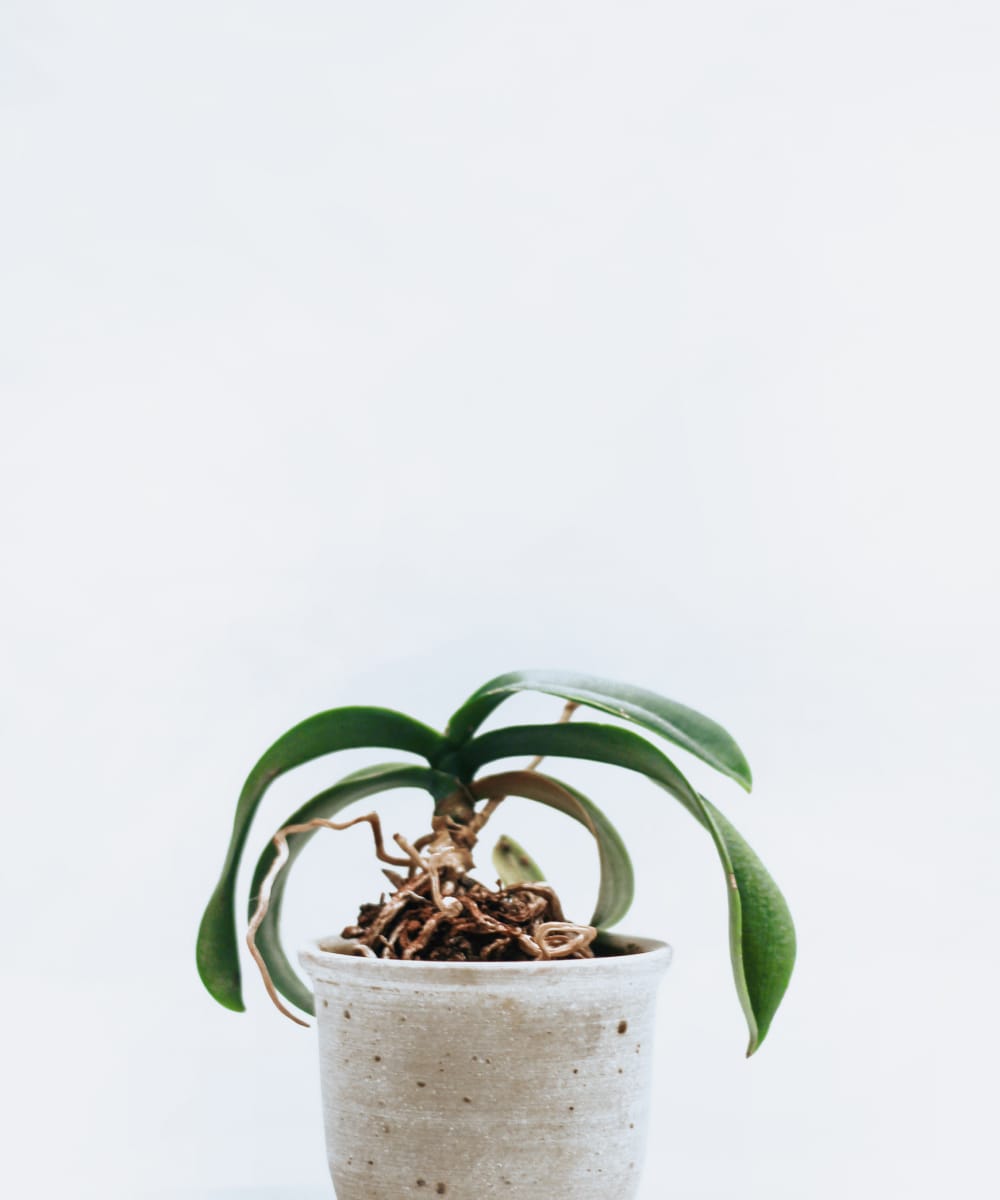 Indoor Plant - Image 3