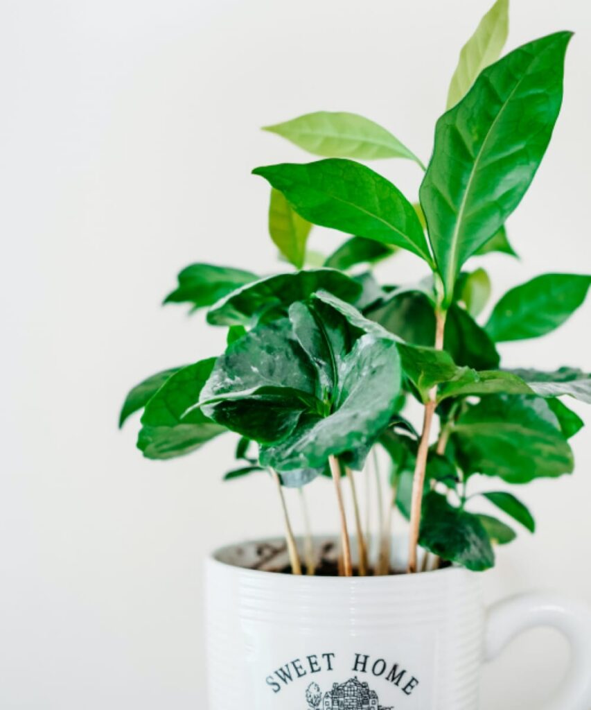 Ceramic Cup